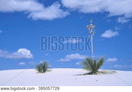 Yuca Plant In White Sands National Monument. Usa