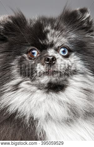 Portrait Of A Cute Fluffy Dog With Multi-colored Eyes. Spitz Breed. Close-up. Marble Color.