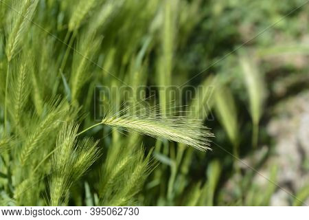 Wall Barley - Latin Name - Hordeum Murinum