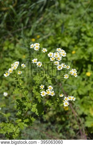 Golden Feverfew Flowers - Latin Name - Tanacetum Parthenium Aureum (chrysantemum Parthenium Aureum)