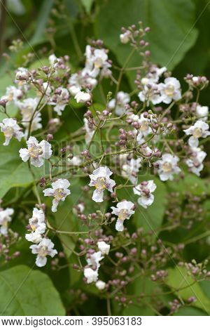 Common Catalpa Flowers - Latin Name - Catalpa Bignonioides