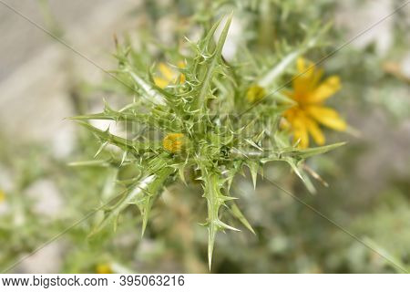 Common Golden Thistle Flower Bud - Latin Name - Scolymus Hispanicus