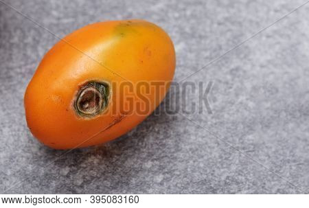 Overripe Rotten Yellow Tomatoes. Fruits With Phytophthora Infestans On A Gray Background.