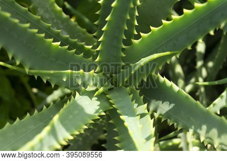 Aloe Succulent Cactus. Aloe Pattern From Above