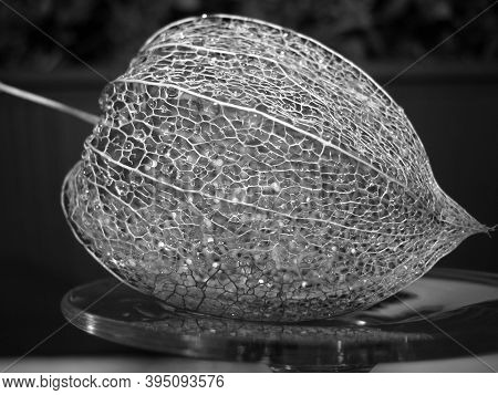 Physalis Fruit Physalis Peruviana .dry Golden Boxe Of Physalis Are Lit With Light.