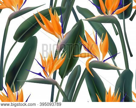 Strelitzia Reginae Blossom Also Known As Crane Flower Or Bird Of Paradise. South Africa Flowering Pl