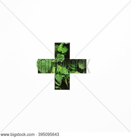 Plus Summation Sign Or Cross Of Green Natural Mint, Cut Paper Isolated On White. Menthol Peppermint 