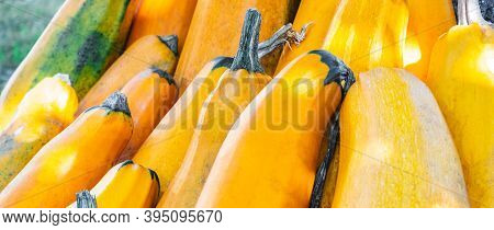 Yellow Squash. Fresh Yellow Zucchini At Outdoor Market Place. Vegetable Marrow Courgette Or Zucchini