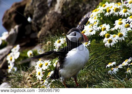 Puffins In Látrabjarg
