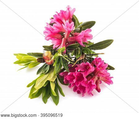 Rhododendron Ferrugineum,rusty Leaved Alpenrose Isolated On White Background