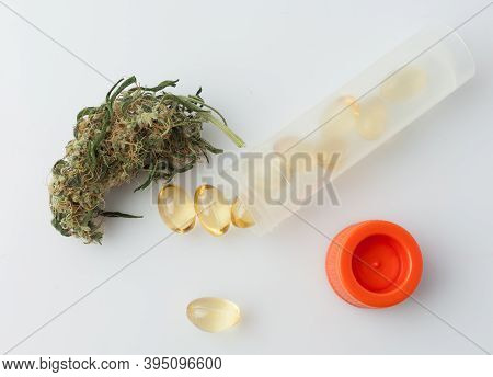 Cannabis Bud Close-up Concept Of Legalize And Medicinal Properties Of Hemp And Cbd Oil.
