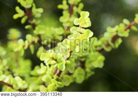 Beautiful Portulacaria Afra, Elephant Bushes Under The Sun