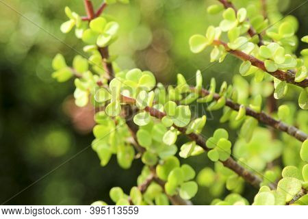 Beautiful Portulacaria Afra, Elephant Bushes Under The Sun