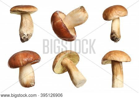 Set Of Fresh Slippery Jack Mushrooms On White Background