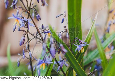 Native Australian Dianella Grass With Flowers Plant Outdoor In A Sunny Backyard