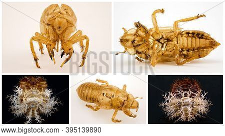 Collage Of Images Of The Exoskeleton Of A Cicada Insect And A Scale Insect