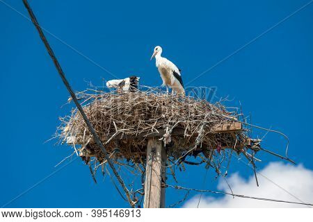 Storks near village Hortobagy, NP Hortobagy, Hungaria