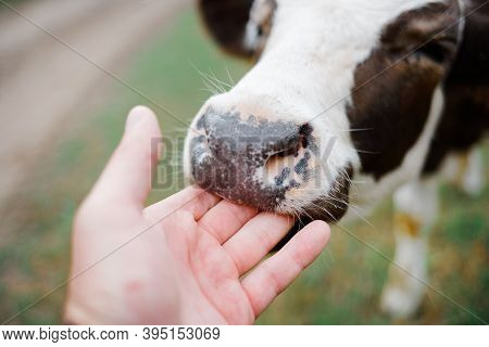 A Young Curious Calf Licks His Hand. The Farming Of Cattle.