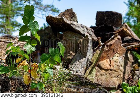 And Trees Grow On The Stones. Lake Tagasuk. Krasnoyarsk Territory, Siberia, Russia