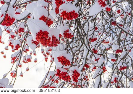 Ashberry Bunches Covered With Snow In Winter Sunny Day. Rowan Tree With Red Berries In Park Or Fores
