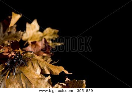 Halloween-Serie auf schwarz