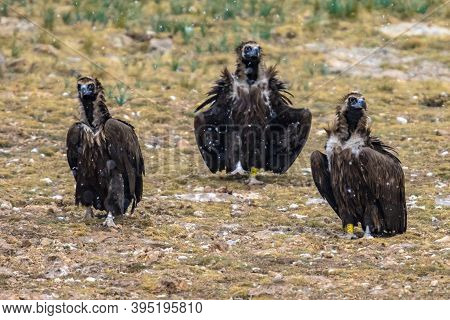 Cinereous Vulture (aegypius Monachus) Three Birds Sitting On Ground In Spanish Pyrenees, Catalonia, 