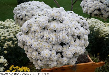 Round Arrangement Of The White Cascade Mum 'yamanoha-no-kumo' Flowers
