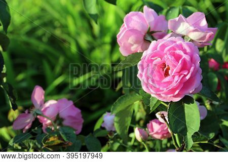 Natural Pink Rose