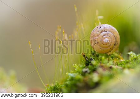 Snail Shell Lying On A Moss Bed In The Sun