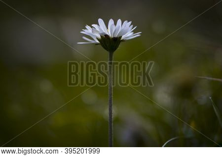 Macro Close Up Of White Daisy With Yellow Center And A Japanese Beetle On The Front Flower Pedal. Se