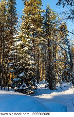 Finland. Sunny frosty and snowy winter day. Snowy coniferous forest. The concept of active, winter, environmental and photo tourism