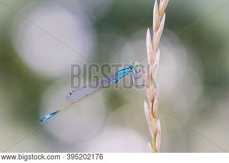 Blue Dragonfly Sits On A Spikelet On A Gray Background.
