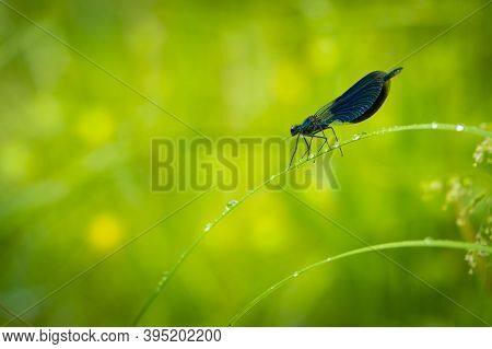 Banded, Damselfly Male Sits On A Leaf Dragonfly Sits On Grass With Dew Drops