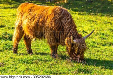 Logarska Valley, Slovenia. Picturesque thoroughbred red Scottish cows graze on a grassy pasture. Magnificent golden autumn in the mountains. Eastern Europe, Alps. Sunny day