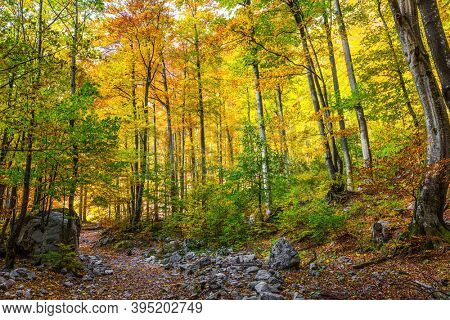  Path in the forest. Lush wilting of nature. Slovenia, Logarska Valley. Magnificent golden autumn in the mountains. The path is strewn with autumn leaves of aspens and birches   