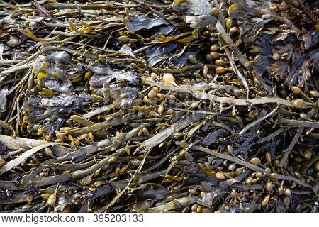 Bladder Wrack Seaweed Background On Outdoor. Fucus Vesiculosus