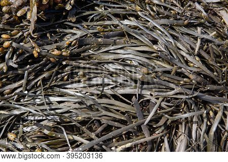 Sea Algae Background. Atlantic Ocean Seaweed. Galicia, Spain