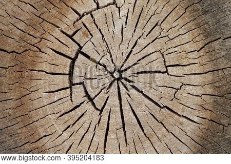 Tree Old Sawcut With Rings And Cracks. Wooden Texture Background Closeup