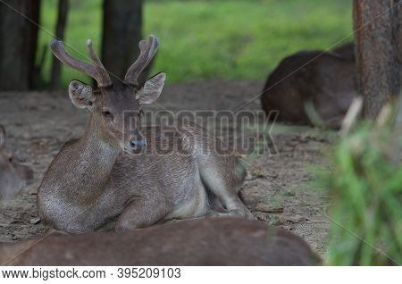 The Indian Hog Deer (hyelaphus Porcinus) Is A Small Deer Whose Habitat Ranges From Pakistan, The Dee