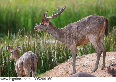 The Indian Hog Deer (hyelaphus Porcinus) Is A Small Deer Whose Habitat Ranges From Pakistan, The Dee