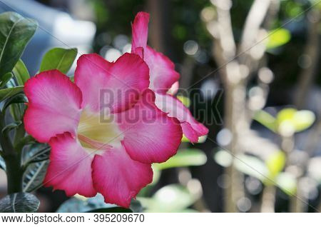 Pink Bignonia Flowers Or Adenium Flower , Adenium Multiflorum, Desert Rose On Tree . Beautiful Pink 