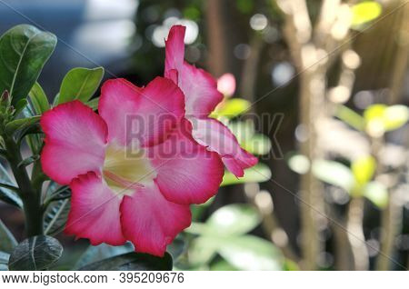 Pink Bignonia Flowers Or Adenium Flower , Adenium Multiflorum, Desert Rose On Tree . Beautiful Pink 