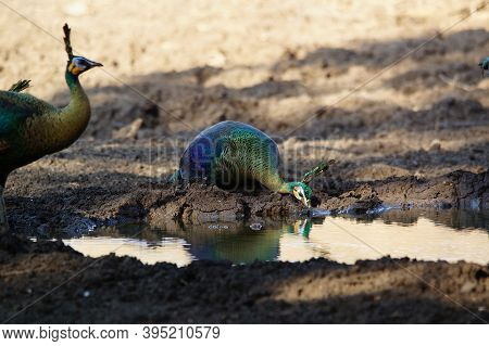 The Peahen Is Drinking In A Puddle