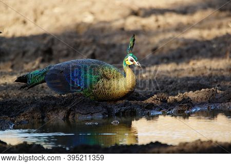 The Peahen Is Drinking In A Puddle
