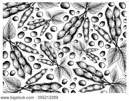 Vegetable And Fruit, Illustration Wall-paper Of Hand Drawn Sketch Fresh Green Soybean Or Edamame Pod
