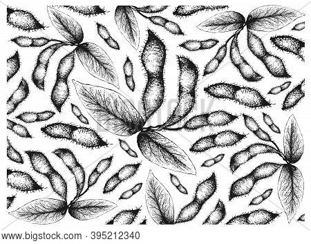 Vegetable And Fruit, Illustration Wall-paper Of Hand Drawn Sketch Fresh Green Soybean Or Edamame Pod