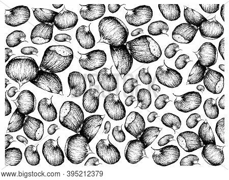 Illustration Wall-paper Of Hand Drawn Sketch Of Japanese Chestnuts, Korean Chestnut Or Castanea Cren