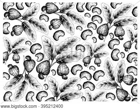 Illustration Wall-paper Background Of Hand Drawn Sketch Fresh Cashew Nut On A Branch With Roasted Ca