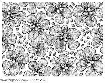 Illustration Wall-paper Of Hand Drawn Sketch Of Terminalia Catappa, Malabar Almond Or Sea Almond Fru