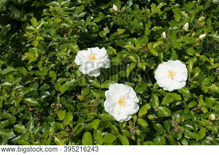 Group Of Three Semi Double Pure White Roses In May